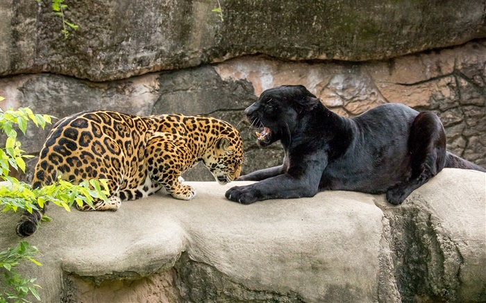 捷豹，黑色，野生貓科動物，食肉動物 桌布 圖片