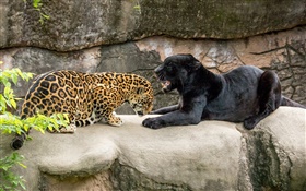 捷豹，黑色，野生貓科動物，食肉動物 高清桌布