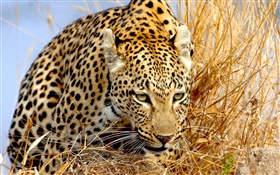 豹隱藏在草地上，眼睛 高清桌布