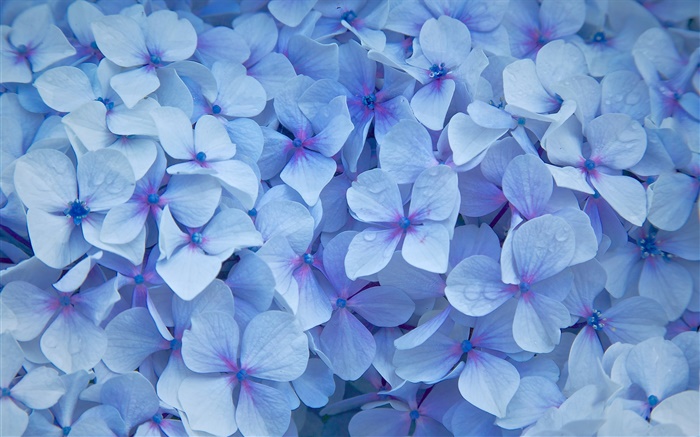 許多繡球花，花瓣藍色，露水 桌布 圖片