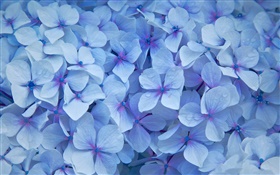 許多繡球花，花瓣藍色，露水 高清桌布