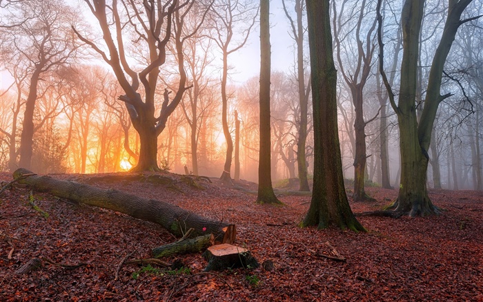早晨，森林，樹木，霧，日出 桌布 圖片