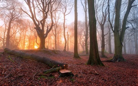 早晨，森林，樹木，霧，日出 高清桌布