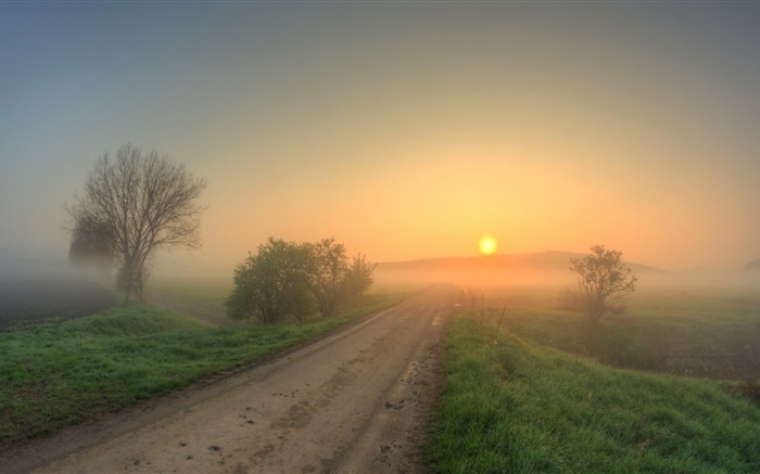 早上，路，草，樹，霧，日出 桌布 圖片