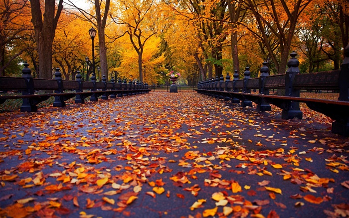 公園，秋季，板凳，樹木，樹葉，路徑 桌布 圖片