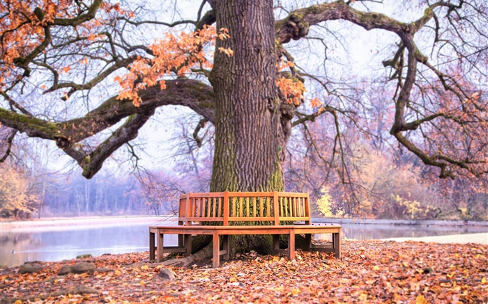公園大樹下，長椅，秋 桌布 圖片