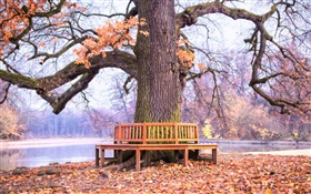 公園大樹下，長椅，秋 高清桌布