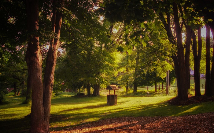 公園，草，樹木，太陽光線，夏天 桌布 圖片