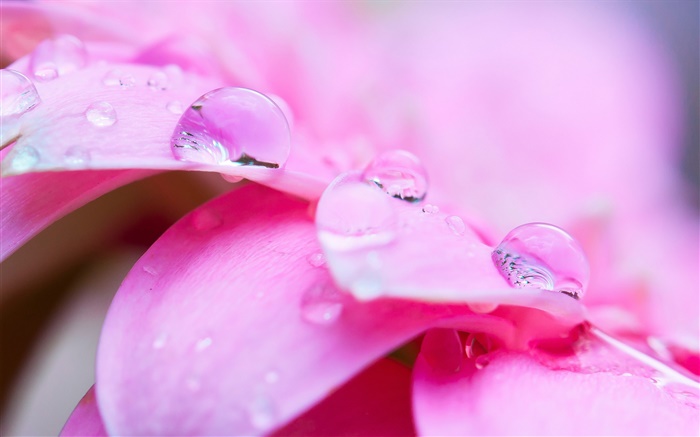 粉紅色的花微距攝影，花瓣，露水 桌布 圖片
