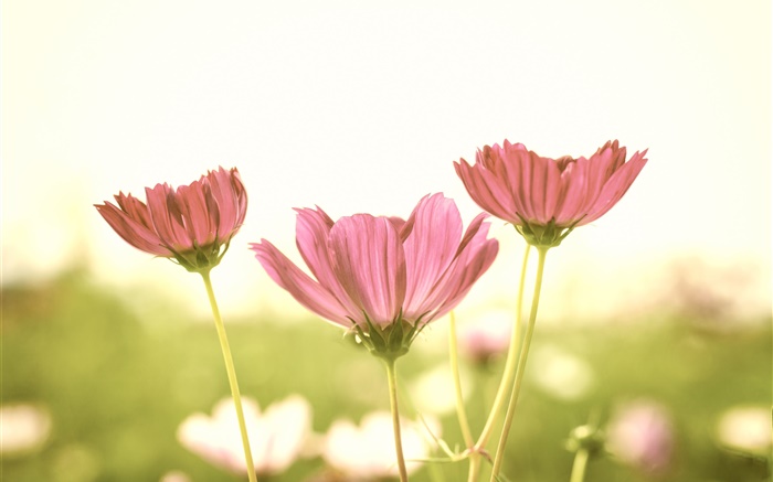 粉紅色的花朵，花瓣，莖，模糊背景，眩光 桌布 圖片