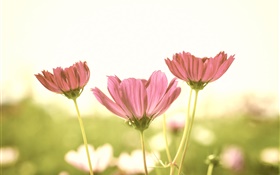 粉紅色的花朵，花瓣，莖，模糊背景，眩光 高清桌布