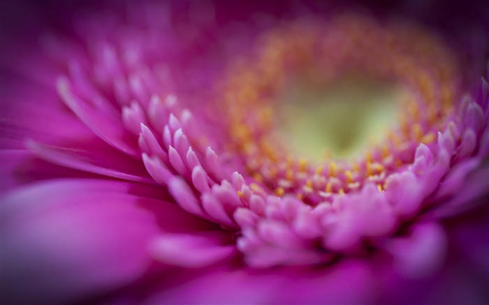 粉色非洲菊宏，花瓣 桌布 圖片