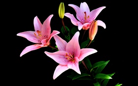 粉紅色的百合，花瓣，莖，黑色背景 高清桌布
