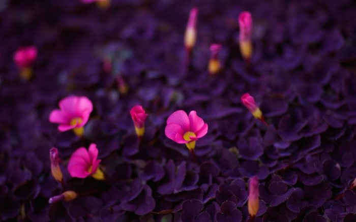 粉紅色的小花朵，葉紫 桌布 圖片