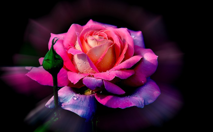 粉紅色的玫瑰花，露，芽 桌布 圖片