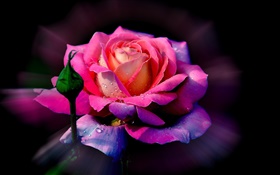 粉紅色的玫瑰花，露，芽
