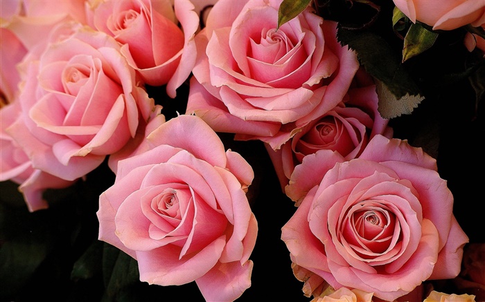 粉紅色的玫瑰鮮花，花瓣 桌布 圖片