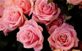 粉紅色的玫瑰鮮花，花瓣