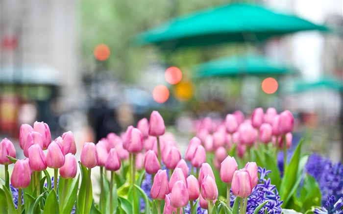 粉紅色的鬱金香花，藍色風信子，春天，背景虛化 桌布 圖片