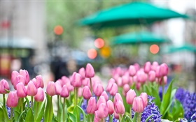 粉紅色的鬱金香花，藍色風信子，春天，背景虛化 高清桌布