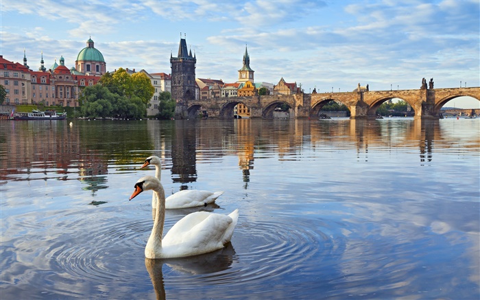 布拉格，捷克共和國，查理大橋，房子，伏爾塔瓦河，天鵝 桌布 圖片