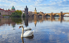 布拉格，捷克共和國，查理大橋，房子，伏爾塔瓦河，天鵝 高清桌布