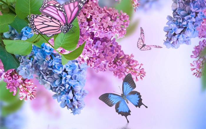 紫色的花，丁香花，蝴蝶 桌布 圖片