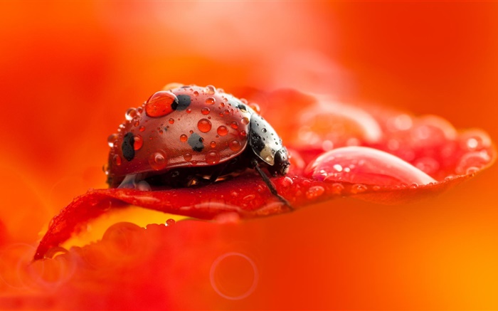 紅瓢蟲，甲蟲，昆蟲，紅色的花瓣，露水，微距攝影 桌布 圖片