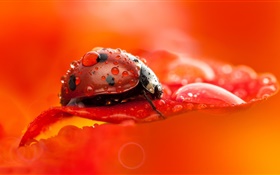 紅瓢蟲，甲蟲，昆蟲，紅色的花瓣，露水，微距攝影 高清桌布