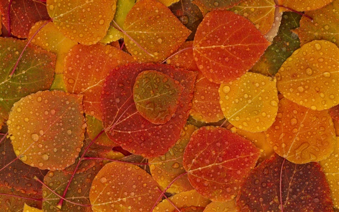 紅黃色的葉子，秋天，水滴 桌布 圖片