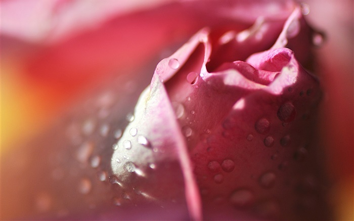 玫瑰微距攝影，花瓣，粉紅色，水珠 桌布 圖片