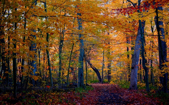步道，森林，樹木，秋天，黃葉 桌布 圖片