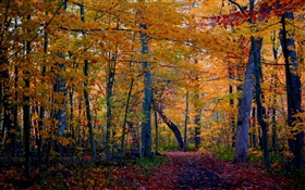 步道，森林，樹木，秋天，黃葉 高清桌布