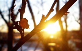 樹，枝，葉，日落，太陽光線，眩光，秋天 高清桌布