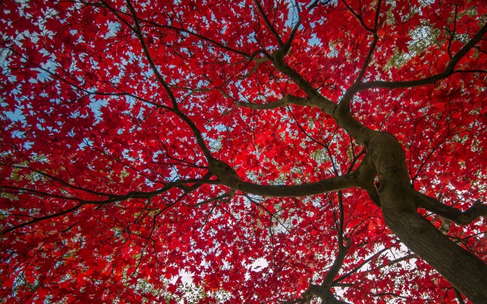 樹，紅葉，秋，天空 桌布 圖片