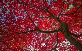 樹，紅葉，秋，天空