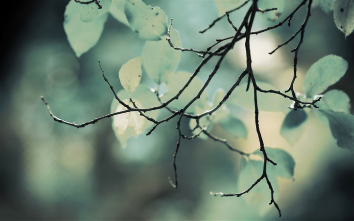 樹枝，樹葉，背景虛化 桌布 圖片