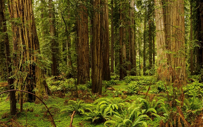 美國，加利福尼亞州，紅木國家公園，森林，樹木 桌布 圖片
