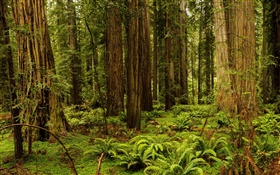 美國，加利福尼亞州，紅木國家公園，森林，樹木 高清桌布