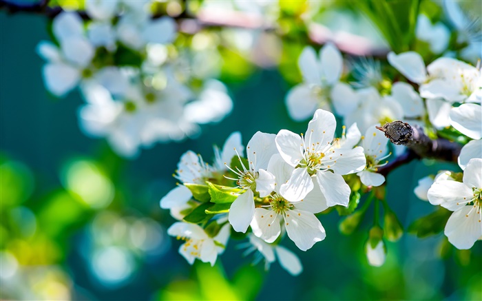 白色的蘋果花，春天，陽光明媚 桌布 圖片