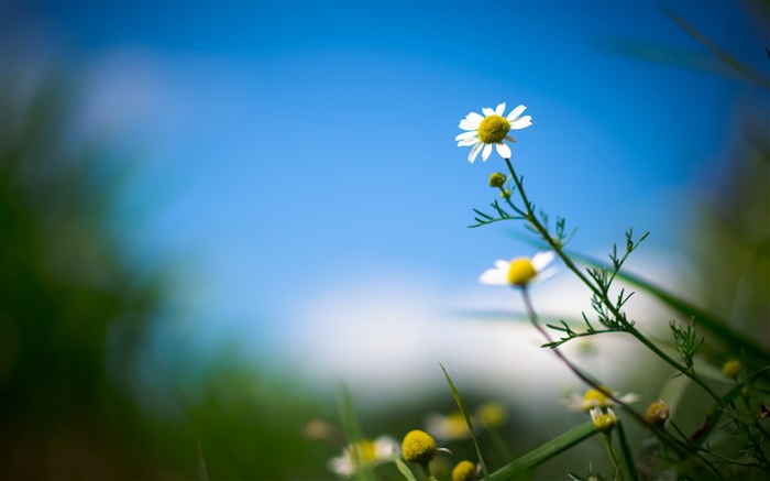 白菊花，花，藍色的天空，背景模糊 桌布 圖片