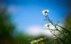 白菊花，花，藍色的天空，背景模糊 高清桌布