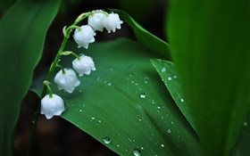 白色的花朵，綠葉，水滴 高清桌布