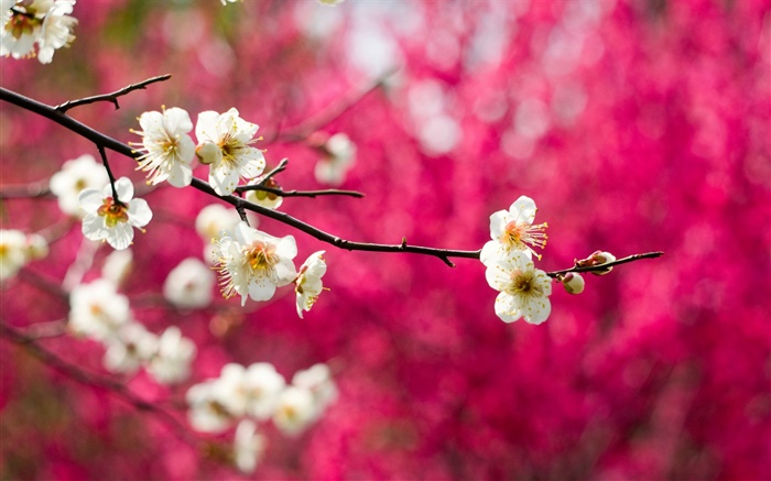 白梅花盛開的鮮花，樹枝，春天，紅色背景 桌布 圖片