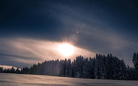 冬天，雪，森林，樹木，夕陽