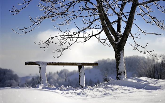 冬天，雪，樹，板凳 桌布 圖片