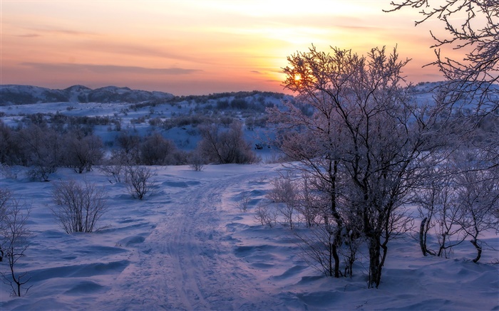 冬天，雪，樹木，日落，路 桌布 圖片
