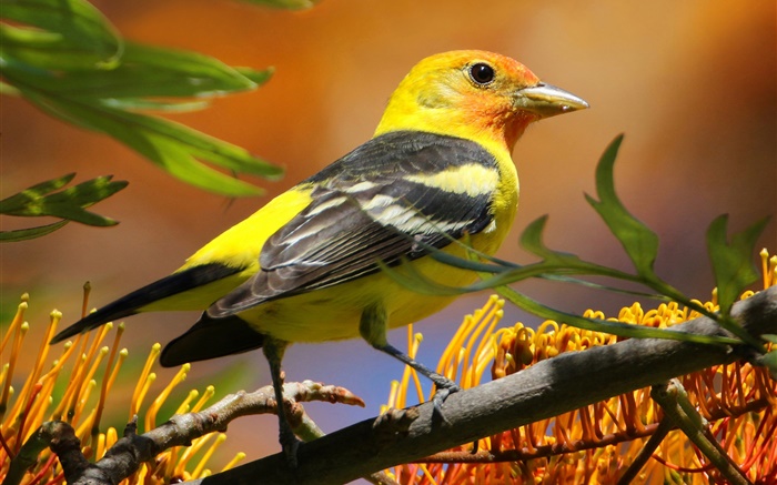 黃黑羽鳥，喙，枝，葉 桌布 圖片