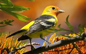黃黑羽鳥，喙，枝，葉 高清桌布