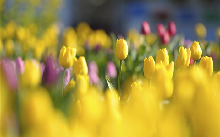 黃色的鬱金香，花，春天，模糊 桌布 圖片